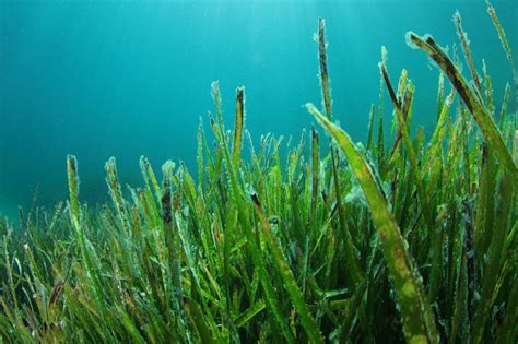 How seagrass can aid in curbing coastal erosion