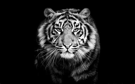 Black And White Tigers Wallpapers - Wallpaper Cave