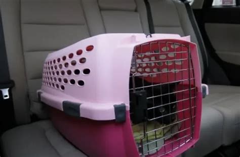 Cars, Cats and Canines | U.S. News