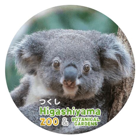 ZOO BADGE-062 つくし（コアラ） | 東山動植物園公式,雑貨,缶バッジ | おもむきストア