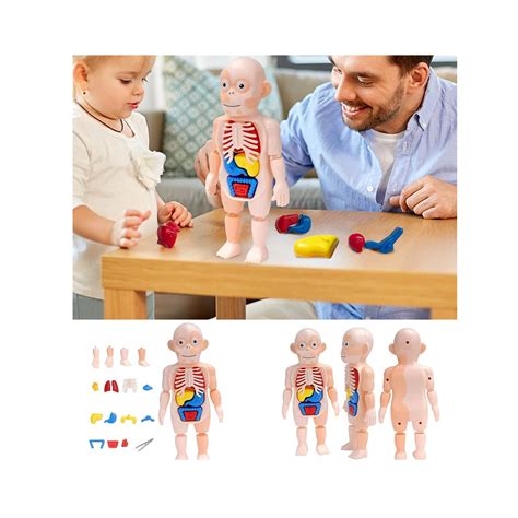 Anatomy Kit Toys Interactive Human Body Fully Poseable Anatomy Figure | Desertcart INDIA