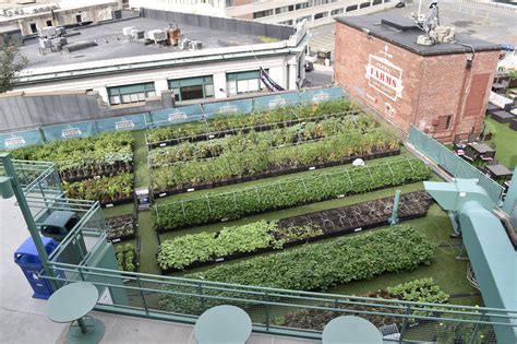 Roof Garden Urban Farming at Ronald Rodriquez blog