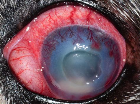 Pet Eye Health: Everything You Need to Know About Common Dog & Cat Eye ...