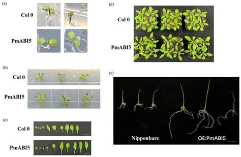The Identification of Broomcorn Millet bZIP Transcription Factors ...