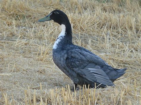 Blue Swedish Duck Facts at Julio Larsen blog