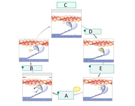 Image result for Crossbridge Cycle Animation