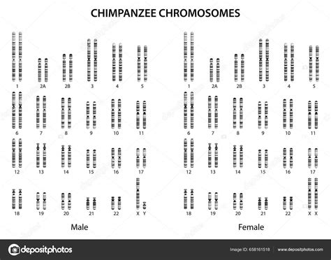 Image result for Research Code Sheet Example