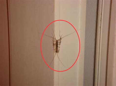 如果家里进了这种虫子，千万要重视了，它可能对你的生活很有帮助_哔哩哔哩_bilibili
