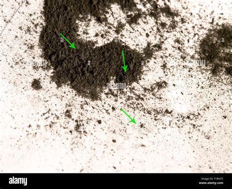 Are House Dust Mites Visible at Kevin Blankenship blog