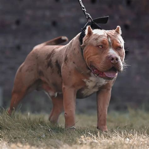 XXL American Bully -XXL Luxor Bullys XL Pitbull Pitbull Dog, 54% OFF