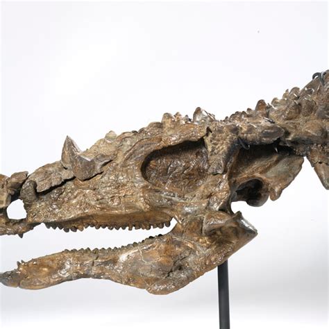 Plant Eating Dinosaur Teeth