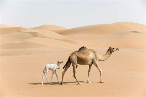 How Are Camels Able To Walk On Sand at Cynthia Brandenburg blog