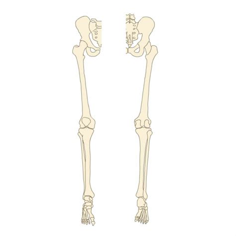 Bones Of The Pelvic Girdle And Lower Limb