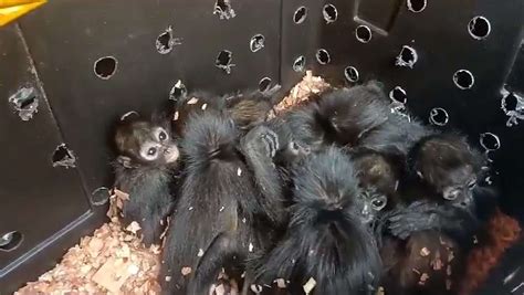 Endangered Spider Monkey Babies Freed From Packing Crates : r/Animal
