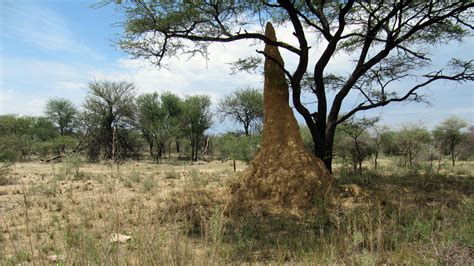 Free Images : tree, nature, wilderness, prairie, wildlife, construction, savanna, habitat ... - habitat of termite