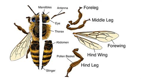 Bee Pollination Diagram