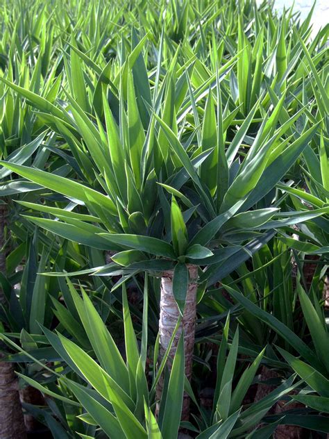 outdoor yucca cane