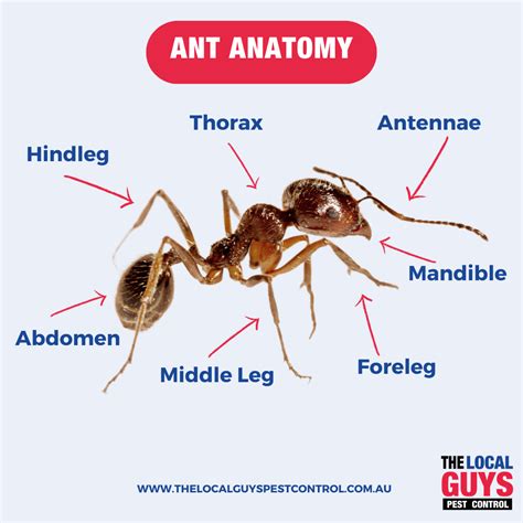 The 8 Most Common Types of Ants Australia | The Local Guys Pest Control