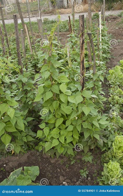 Green beans plant stock image. Image of macro, freshness - 55784901