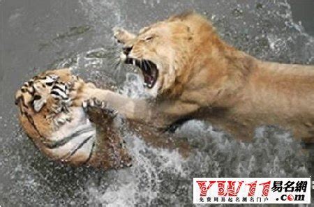 狮子吃老虎,老虎吃狮子,狮子吃豹子_大山谷图库