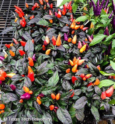 Ornamental Pepper | Herbaceous Plant Finder | Comprehensive Landscape ...