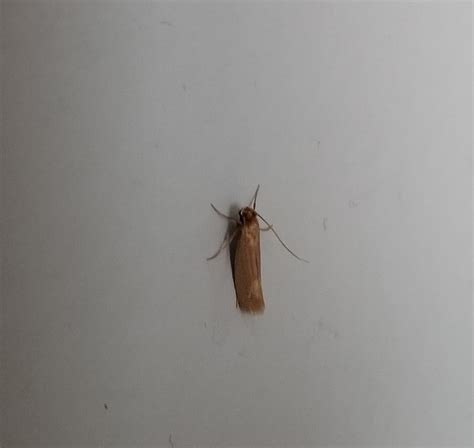 Infestation of these moths inside house, are these clothing moths or ...