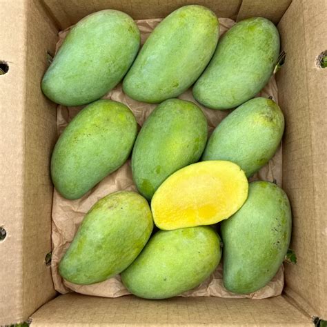 Okrung Mango Grow Guide - Tropical Tree Guide