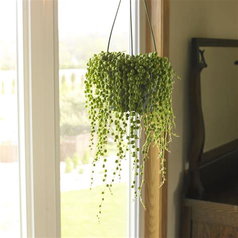 Indoor Hanging Plant Names