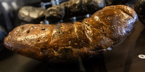 Museum tells the stories of ancient animals through their fossilized poop