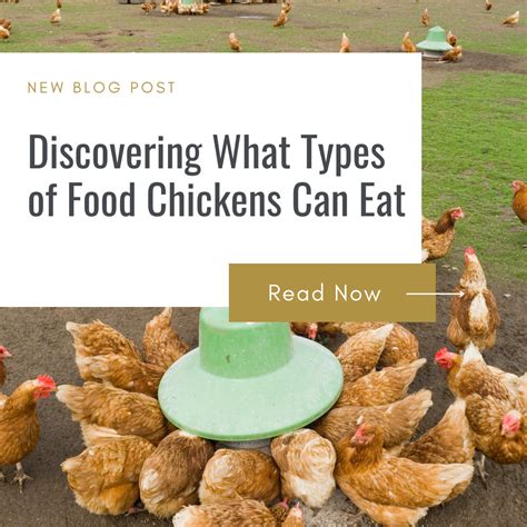 Discovering What Types of Food Chickens Can Eat – Backyard Barnyard