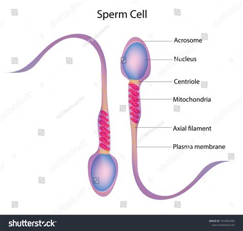 Structure Of Sperm Cell | Female Sperm Cell – ARKBC