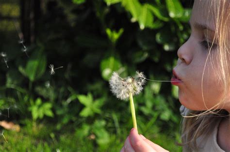Dandelion Plant Life Cycle