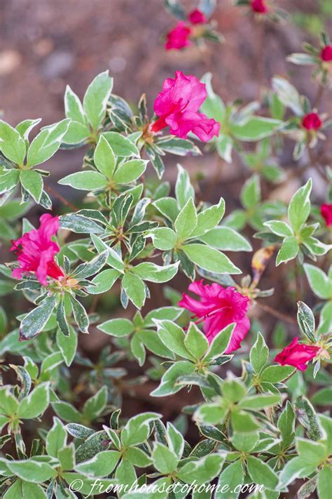 The Best Sun Loving Shrubs for Your Garden