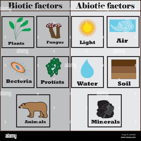 Biotic and abiotic Stock Vector Images - Alamy