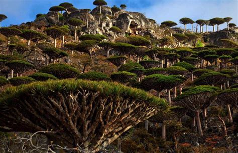 索科特拉岛的龙血森林 | 神奇和古怪的植物 | 植物故事网 知识改变世界