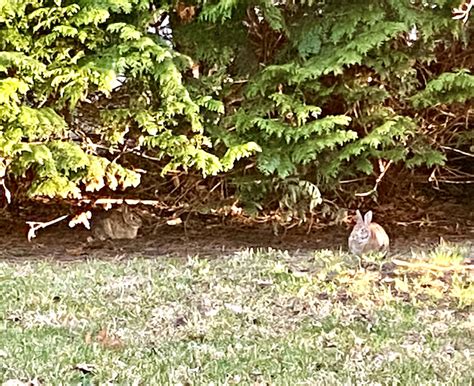 How Fast Do Rabbits Multiply 的图像结果