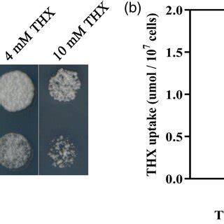 Image result for Thx Test Pattern