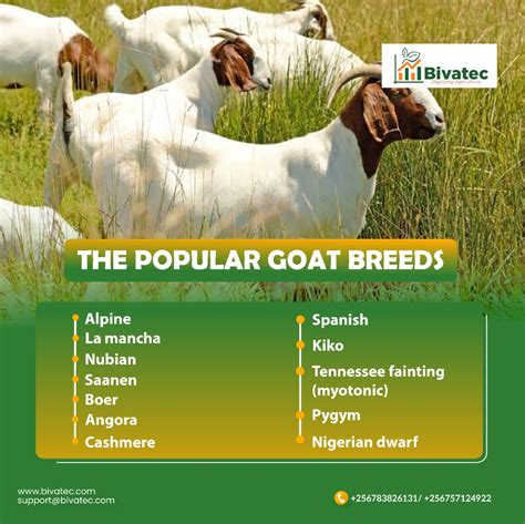 South Indian Goat Breeds