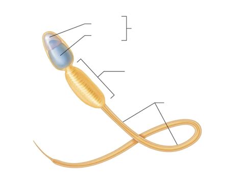 Image result for Male Reproductive Model Label