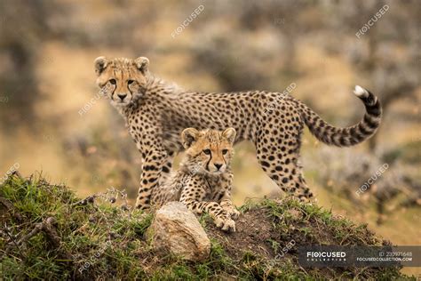 Cute and majestic cheetahs in wild nature — endangered, african - Stock ...