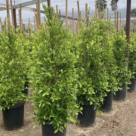 Indian Laurel Columns for Privacy | Plants Express | Privacy plants, Ficus nitida, Backyard ...