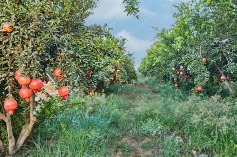 Premium Photo | Plantation of pomegranate trees in harvest season great ...
