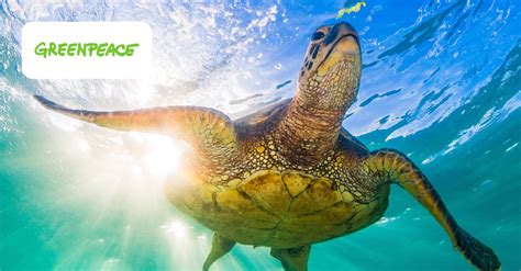 Image result for Project.org