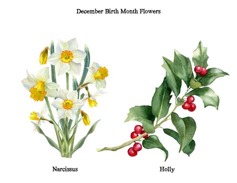 December Birth Month Flower December Narcissus Flower Watercolor Birth