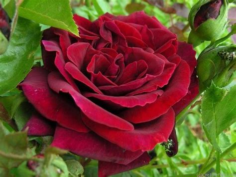 Black Lady Rose Live Plant - Buy Online – GreenParadiseLive