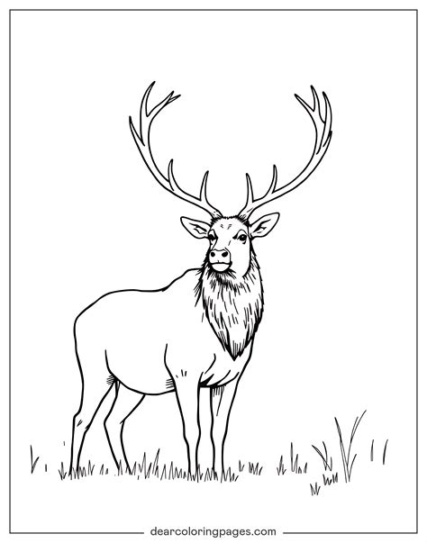 Elk Coloring Pages - 7 Free Printable Coloring Pages