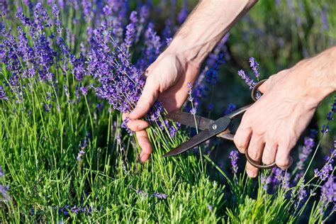 How to Prune Lavender | Family Handyman