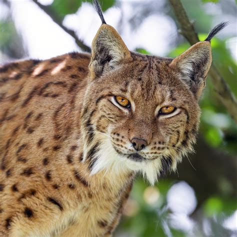 Download wallpaper 2780x2780 lynx, head, predator, big cat, animal ipad ...