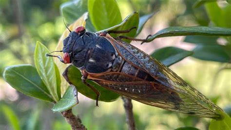 Do cicadas bite? What to know about the historic emergence | WGN Radio ...