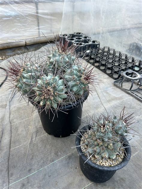 サボテン Thelocactus nidulans鶴巣丸 | 棘屋